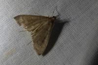 Mecyna asinalis