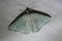 Pseudoterpna pruinata