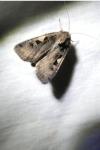 Xestia c-nigrum