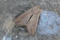 Mythimna unipuncta