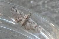 Gymnoscelis rufifasciata