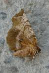 Selenia dentaria