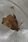Selenia dentaria