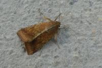 Helicoverpa armigera