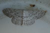 Idaea seriata