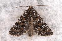 Hadena magnolii