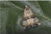 Pseudozarba bipartita
