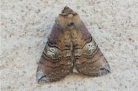 Tethea ocularis