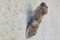 Tethea ocularis