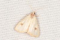 Rivula sericealis