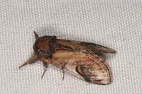 Notodonta ziczac
