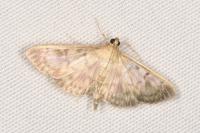 Patania ruralis