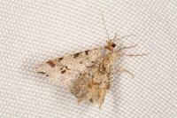 Macaria