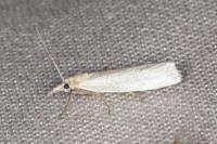 Crambus perlellus