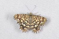 Chiasmia clathrata