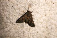 Mamestra brassicae