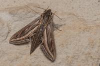 Hippotion celerio