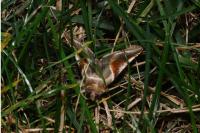 Habrosyne pyritoides
