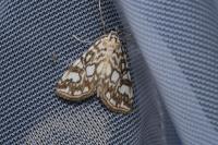 Elophila nymphaeata