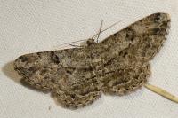 Peribatodes rhomboidaria rhomboidaria