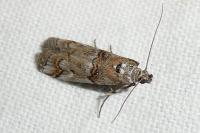 Pempelia palumbella