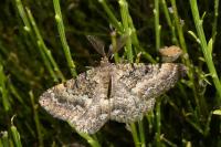 Selidosema taeniolaria