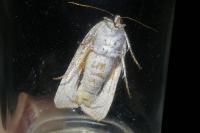 Noctua tirrenica