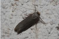 Achroia grisella
