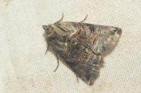 Abrostola tripartita