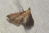 Endotricha flammealis