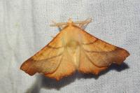 Ennomos fuscantaria