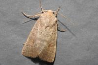 Hoplodrina ambigua/blanda