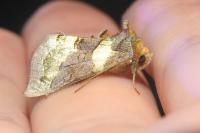 Diachrysia chrysitis
