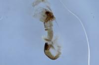 Hoplodrina octogenaria