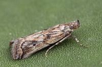 Asalebria florella