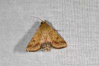 Helicoverpa armigera