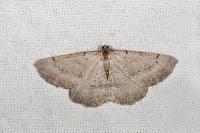 Odontognophos dumetata