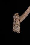 Tholera decimalis