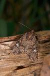 Mesapamea secalella/secalis