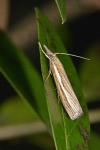 Agriphila tristella