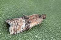 Rhodophaea formosa