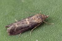 Isauria dilucidella