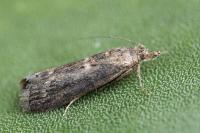 Isauria dilucidella