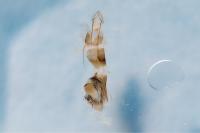 Isauria dilucidella