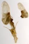 Phycita roborella
