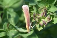 Oncocera semirubella