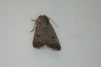Caradrina kadenii kadenii