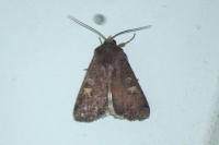 Xestia xanthographa