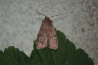 Xestia xanthographa