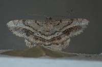 Chiasmia aestimaria